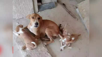 Budaun news: महिला ने नौ पिल्‍लों को तालाब में फेंककर ले ली जान, बदायूं में पशु क्रूरता का एक और केस