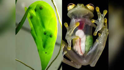 Transparent Glassfrogs : नींद आते ही गायब हो जाता है मेंढक के खून का लाल रंग, दुनिया का इकलौता अदृश्य जीव, शिकारियों को देता है गच्चा