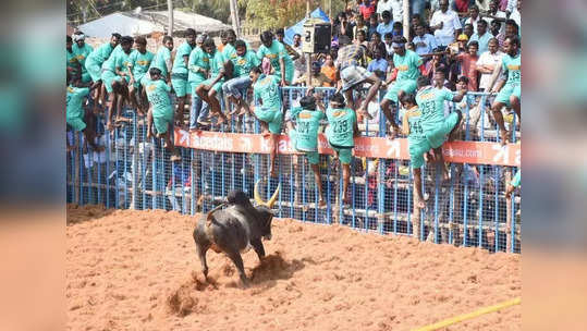 சிவகங்கை ஜல்லிக்கட்டு: மத்திய, மாநில அரசுகளுக்கு கோரிக்கை!