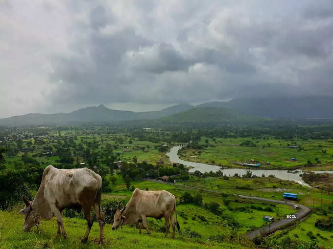 गाय-भैंस चराने पर भी हो सकती है जेल