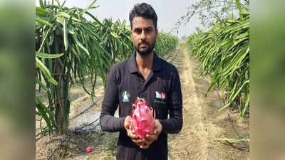 Haryana Farmer: ड्रैगन फ्रूट की खेती से लाखों रुपये की कमाई, हरियाणा के युवा किसान ने बदल डाली अपनी किस्मत
