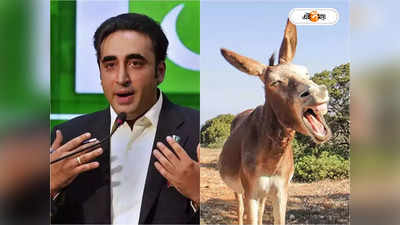 Bilawal Bhutto Zardari: গাধার মতো ..., কাজের ধরন বোঝাতে গিয়ে নিজেকে চতুষ্পদীর সঙ্গে তুলনা বিলাবলের