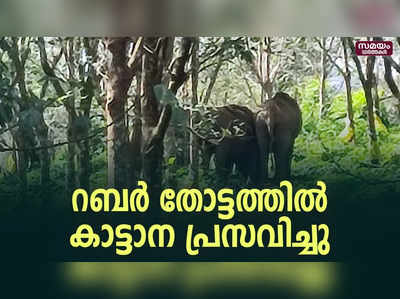 റബര്‍ തോട്ടത്തില്‍ കാട്ടാന പ്രസവിച്ചു