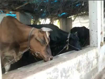 കാസർകോട്ടെ പശുക്കളിൽ ചർമ്മ മുഴ വ്യാപകമാകുന്നു, പാൽ ലഭ്യതയും കുറഞ്ഞു, കർഷകർ ആശങ്കയിൽ