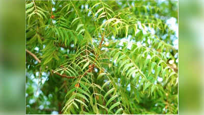 Telangana News: तेलंगाना में नीम के पेड़ फिर हो रहे बीमार, जानें इस बार लगा कौन सा रोग