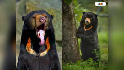 Sun Bear : নতুন বছরে সুখবর, নাগাল্যান্ডের জঙ্গলে দেখা মিলল সান বিয়ারের