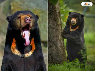 Sun Bear : নতুন বছরে সুখবর, নাগাল্যান্ডের জঙ্গলে দেখা মিলল সান বিয়ারের