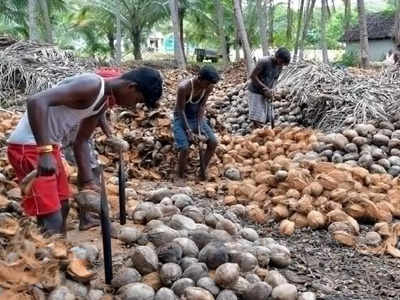 தென்னை விவசாயிகளுக்கு இனிப்பான செய்தி.. இனி அதிக வருமானம் கிடைக்கும்!