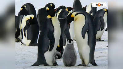 Penguins: অবলুপ্তির পথে পেঙ্গুইন? বিশ্ব উষ্ণায়ন নিয়ে সতর্কবার্তা গবেষকদের