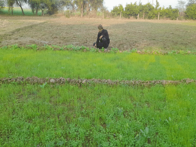 महाराष्ट्र प्याज की खेती