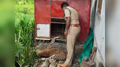 Leopard Death: शाहजहांपुर में ट्रक की चपेट में आने से तेंदुए की मौत, पोस्टमॉर्टम के लिए भेजा गया शव