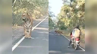 Viral Video: বাইক আরোহীর সামনে আচমকাই হাজির বাঘ! ভয়ঙ্কর ভিডিয়ো দেখলে শিউরে উঠবেন আপনিও