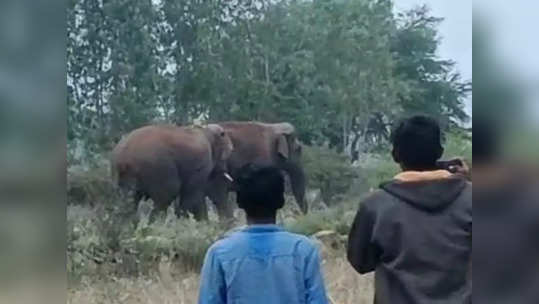 பென்னாகரம் அருகே காட்டு யானைகள் உலா - பவர் கிரிட் சுற்றுச்சுவரை இடித்து தஞ்சம்