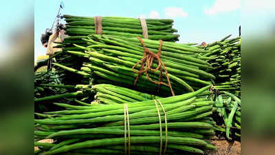 ஒரு வழியாக குறைந்த முருங்கை விலை.. பொதுமக்களுக்கு குட் நியூஸ்!