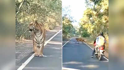 Viral Video: कट मारके निकलना चाहता था बाइकर, टाइगर को देखते ही सारी हेकड़ी निकल गई