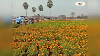 Khirai Flower Garden : ফুলের উপত্যকা ক্ষীরাইয়ে বাড়ছে ভিড়, পর্যটনস্থল গড়ার ভাবনা প্রশাসনের