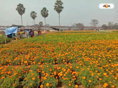 Khirai Flower Garden : ফুলের উপত্যকা ক্ষীরাইয়ে বাড়ছে ভিড়, পর্যটনস্থল গড়ার ভাবনা প্রশাসনের