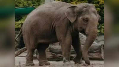 Karnataka News : जंगली हाथी के हमले में घायल हुए दंपती, सड़क किनारे कर रहे थे आराम