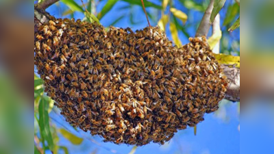 शिकारियों के हमले से बचने को डांस करती हैं मधुमक्खियां, वीडियो देखिए हैरान रह जाएंगे
