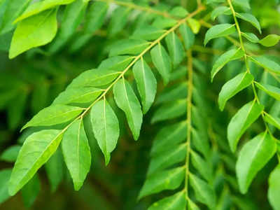 Curry Leaves Oil For Grey Hair: മുടികൊഴിച്ചിലും അകാല നരയും മാറ്റാൻ ഇവ രണ്ടും മാത്രം മതി