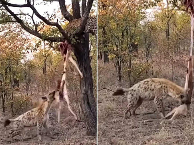 जब तेंदुए से शिकार छीनने लगा लकड़बग्घा