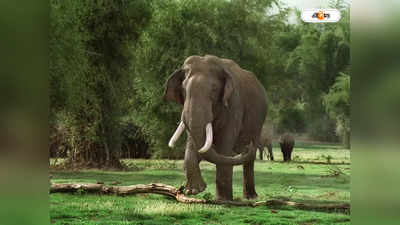 Elephant Attack : পিকনিক করতে গিয়ে বিপত্তি, হাতির হামলায় প্রাণ গেল যুবকের