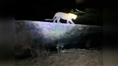 Meerut Leopard News: मेरठ में दिखा तेंदुआ, वीडियो में देखिए कैसे शिकार के लिए शिकारी बना