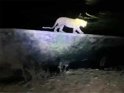 Meerut Leopard News: मेरठ में दिखा तेंदुआ, वीडियो में देखिए कैसे शिकार के लिए शिकारी बना