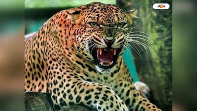 Leopard Attack In Jorhat : জোরহাটে আচমকা চিতাবাঘের হামলা, জখম ১৫