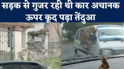 Leopard Attack Video: कार के ऊपर कूद पड़ा तेंदुआ, असम के जोरहाट का यह वीडियो देख उड़ जाएंगे होश
