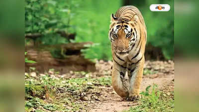 Royal Bengal Tiger : ব্রহ্মপুত্র সাঁতরে এল রয়্যাল বেঙ্গল টাইগার, আতঙ্কে কাঁটা গ্রামবাসীরা