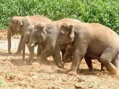 Karnataka News: खेत के चारों ओर 20 फीट गहरी खाई खोद रहे कर्नाटक के किसान, जानिए क्या है पूरा माजरा
