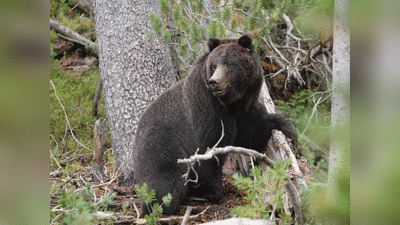 Bear Reserve Park : ललितपुर में यूपी का पहला भालू रिजर्व सेंटर बनाने की तैयारी, वाइल्ड लाइफ टूरिज्म को बढ़ावा