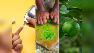 Guava Leaf for Diabetes: अमरूद के पत्तों में भरा पड़ा है इंसुलिन, ऐसे करेंगे यूज तो झट से कम होगा Blood Sugar