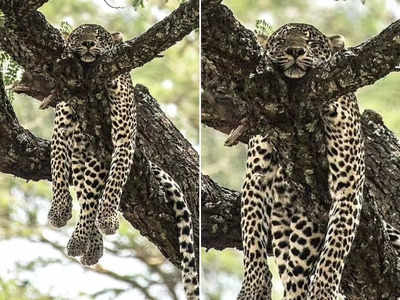 Leopard Viral Photo: पेड़ पर ऐसे लेटा था तेंदुआ, तस्वीर देख जनता बोली- इसे कहते हैं चैन की नींद सोना