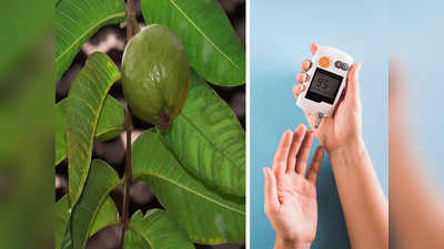 Guava Leaf For Diabetes: পেয়ারা পাতায় ভরা থাকে ইনসুলিন, এইভাবে ব্যবহার করলে রক্তে শর্করার পরিমাণ দ্রুত কমে যাবে