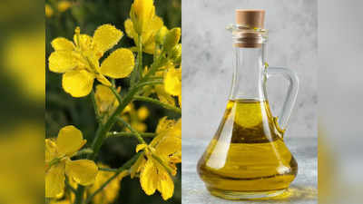 Mustard Oil Benefits: શિયાળામાં સંધિવાના દર્દ સહિત 5 જીવલેણ બીમારીઓથી બચાવશે સરસિયાના તેલના દેશી ઉપાય, આ રીતે કરો ઉપયોગ 