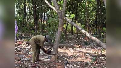 Tree Cutting In Bengaluru: ಸಬರ್ಬನ್ ರೈಲಿಗಾಗಿ ಬೆಂಗಳೂರಿನಲ್ಲಿ 268 ಮರಗಳ ಬಲಿ!