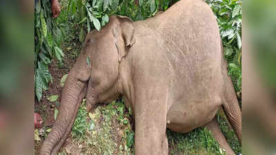 West Bengal news: पश्चिम बंगाल के झारग्राम जिले में मृत मिला हाथी शावक, मौत के कारणों की जांच में जुटा वन विभाग