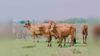 Cow Dung In Puja: ಹಸುವಿನ ಸಗಣಿಯನ್ನು ಪೂಜೆಯಲ್ಲಿ ಬಳಸಿದರೆ ಈ ಎಲ್ಲಾ ಲಾಭಗಳಿವೆ..!
