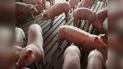 मध्यप्रदेश के इस जिले में अफ्रीकी स्वाइन फ्लू का कहर, एक साथ मारे गए 50 सुअर