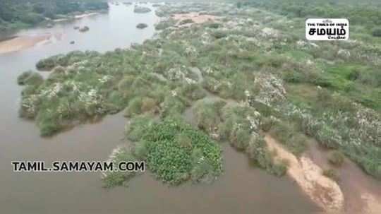 கருவேல மரங்களால் நீரோட்டம் பாதிப்பு; வைகை ஆற்றை சுத்தம் செய்ய வலியுறுத்தல்!