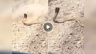 Cobra Video: फन फैलाए खड़ा था कोबरा, बंदे ने चलाई गोली तो सांप ने सबक सिखाने में टाइम नहीं लगाया