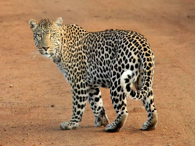 जवाई बांध में तेंदुए - Leopard in Jawai Bandh