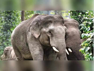 Elephant Attack: ಮೈಸೂರಲ್ಲಿ ಕಾಡಾನೆ ದಾಳಿಗೆ ಮಹಿಳೆ ಬಲಿ: 5 ಮಂದಿ ಗಾಯಗೊಂಡಿರುವ ಶಂಕೆ!