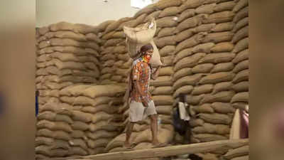 Wheat Export: गेहूं के निर्यात पर प्रतिबंध, तब भी आठ महीने में 30 फीसदी ज्यादा हुआ