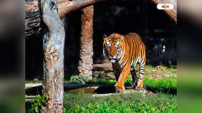 Royal Bengal Tiger : ছুটির আমেজে পর্যটকদের ঠোঁটে চওড়া হাসি, সুন্দনবনে মিলল বাঘের দেখা