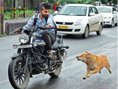 पुण्यात भटक्या कुत्र्यांची दहशत कायम; २१ हजार जणांचा वर्षभरात घेतला चावा