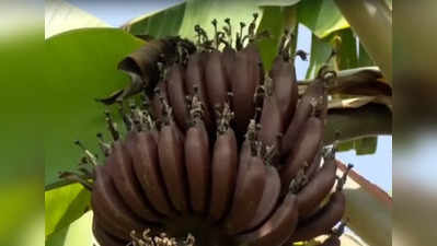 Kamalapura Special Banana - ಕಮಲಾಪುರದ ಕೆಂಪು ಬಾಳೆಹಣ್ಣಿಗೆ ಈಗ `ಖಾತ್ರಿ ಬೆಂಬಲ: ಬೆಳೆವ ರೈತನಿಗೆ ಮತ್ತಷ್ಟು ಬಲ
