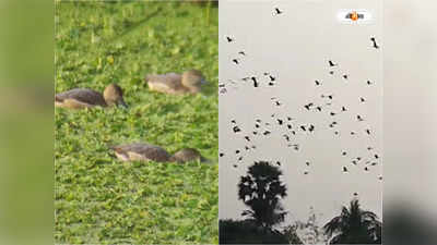 Migratory Birds : শীত পড়তেই কোলাঘাটে হাজির পরিযায়ী পাখির দল, ভিড় জমাচ্ছেন পর্যটকরা